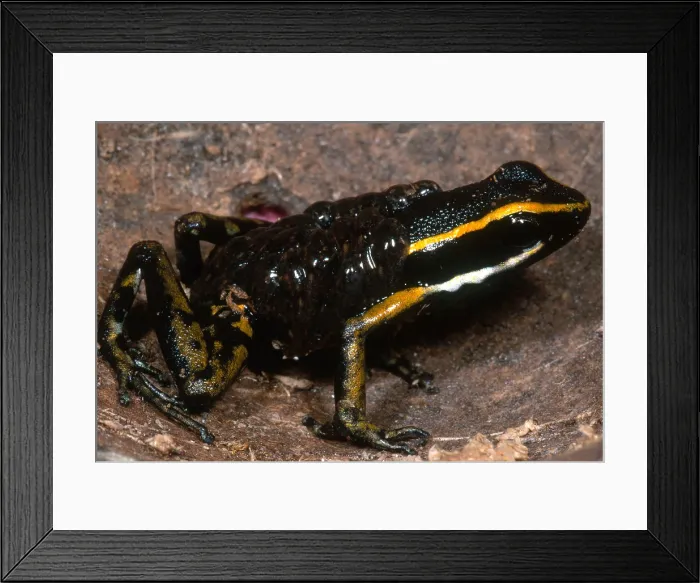 Framed Print : Poison Arrow Frog with Tadpoles Framed Print : Poison Arrow Frog with Tadpoles