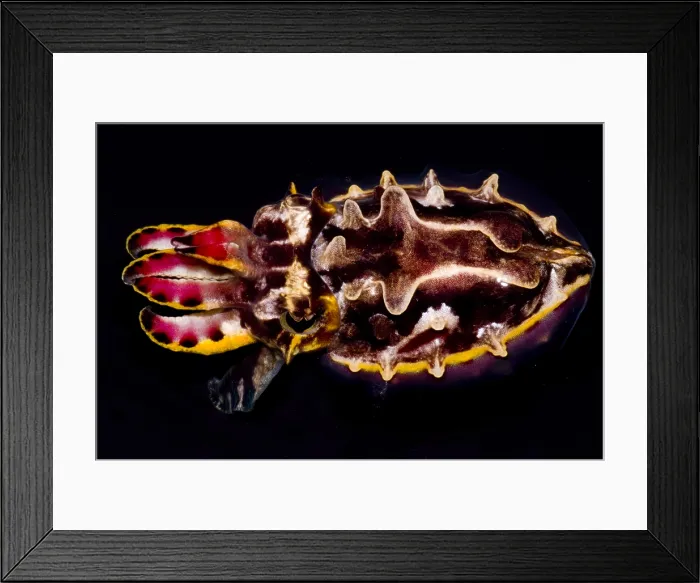 Framed Print : Flamboyant Cuttlefish
