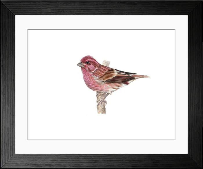 Framed Print : Purple Finch (Carpodacus purpureus) Framed Print : Purple Finch (Carpodacus purpureus)