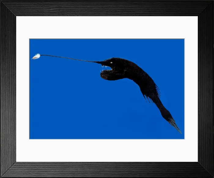 Framed Print : Whipnose Seadevil Framed Print : Whipnose Seadevil