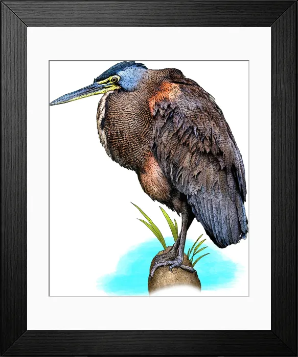 Framed Print : Bare throated tiger heron Framed Print : Bare throated tiger heron