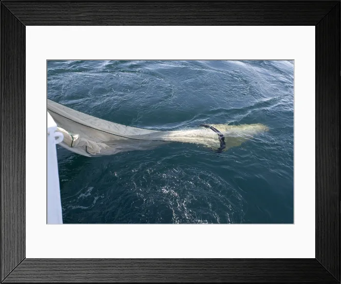 Framed Print : Trawling for marine life Framed Print : Trawling for marine life