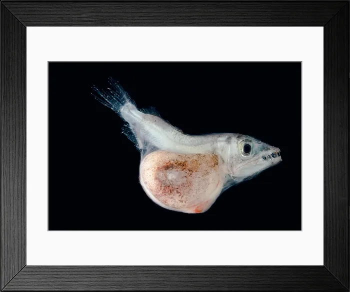 Framed Print : Hammerjaw (Omosudis lowii)