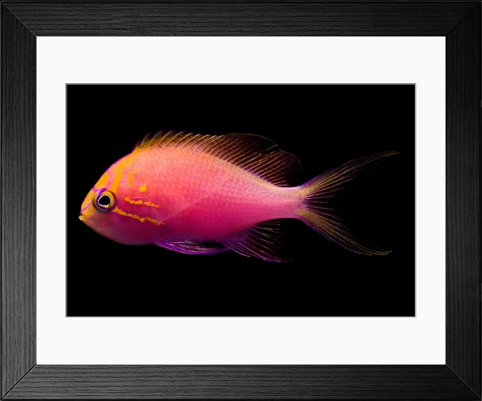 Framed Print : Sunburst Anthias