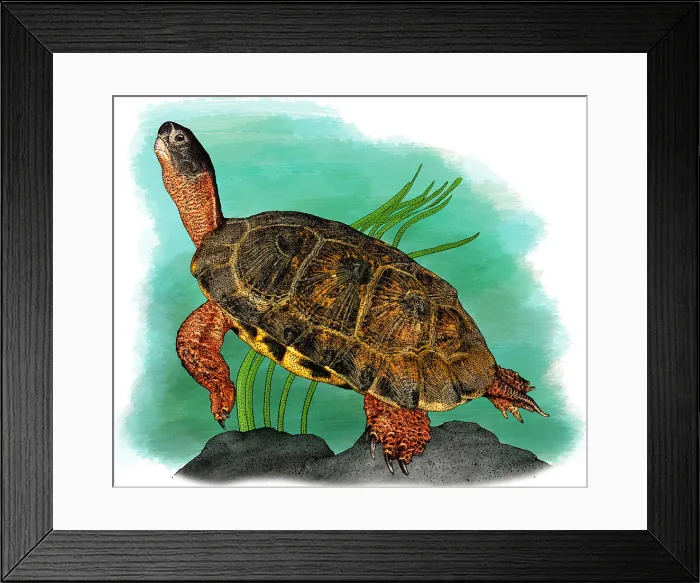 Framed Print : Wood Turtle Framed Print : Wood Turtle