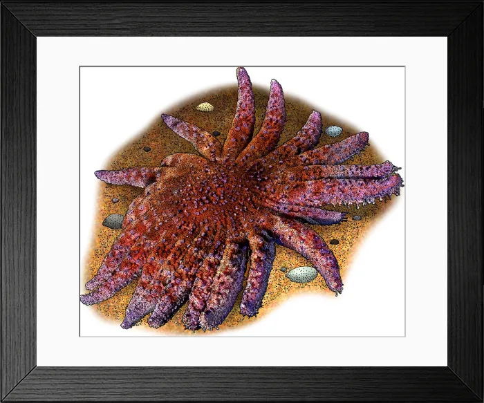Framed Print : Common Sunstar