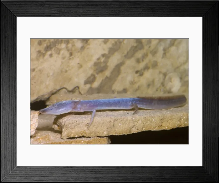 Framed Print : Austin Blind Salamander Framed Print : Austin Blind Salamander