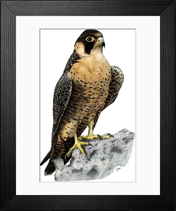 Framed Print : Peregrine Falcon Framed Print : Peregrine Falcon