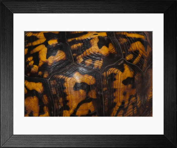 Framed Print : Eastern Box Turtle, Shell Pattern Framed Print : Eastern Box Turtle, Shell Pattern