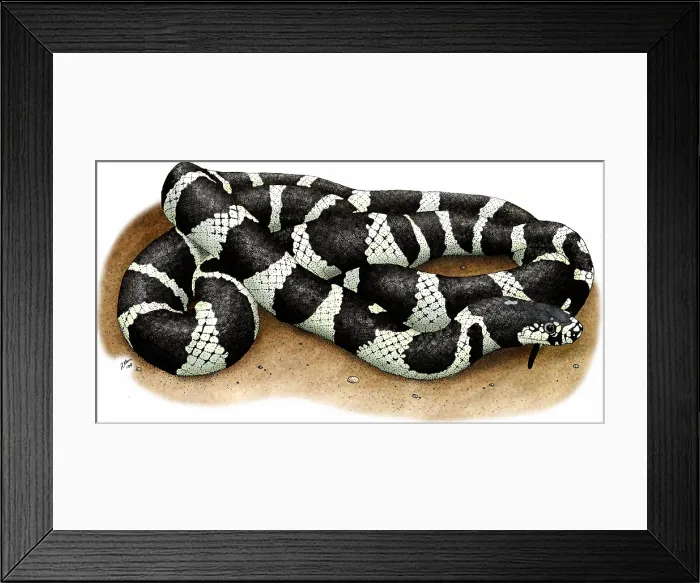 Framed Print : California Kingsnake Framed Print : California Kingsnake