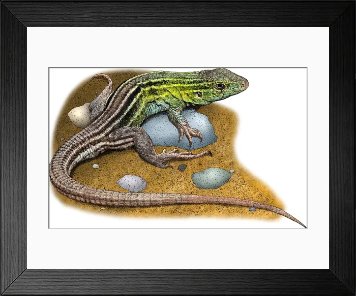 Framed Print : Prairie Racerunner, Illustration