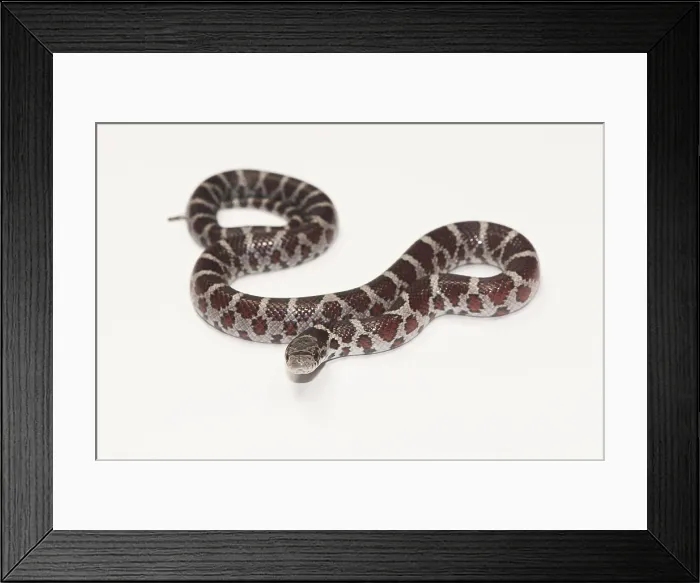 Framed Print : Milk Snake, Lampropeltis triangulum Framed Print : Milk Snake, Lampropeltis triangulum