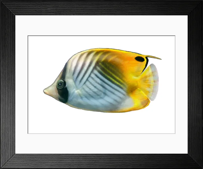 Framed Print : Threadfin Butterflyfish (Chaetodon auriga) Framed Print : Threadfin Butterflyfish (Chaetodon auriga)