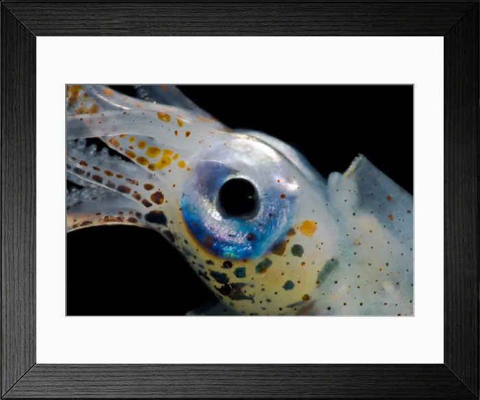Framed Print : Oceanic squid (Walvisteuthis jeremiahi) Framed Print : Oceanic squid (Walvisteuthis jeremiahi)