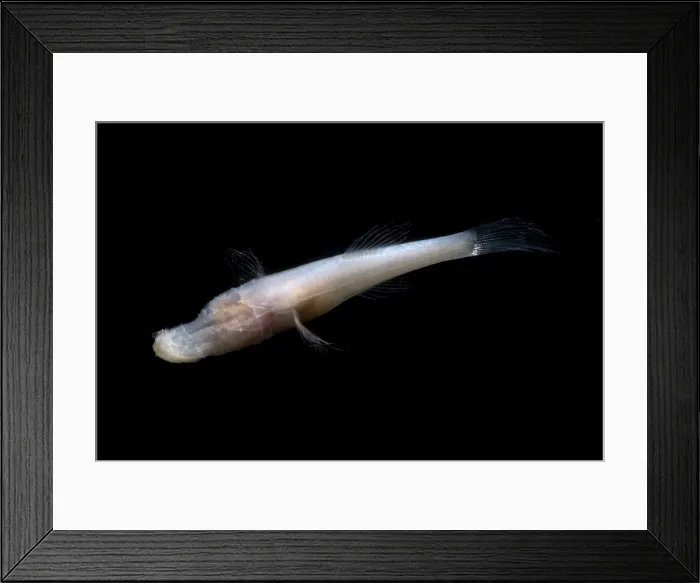 Framed Print : Alabama Cavefish Framed Print : Alabama Cavefish