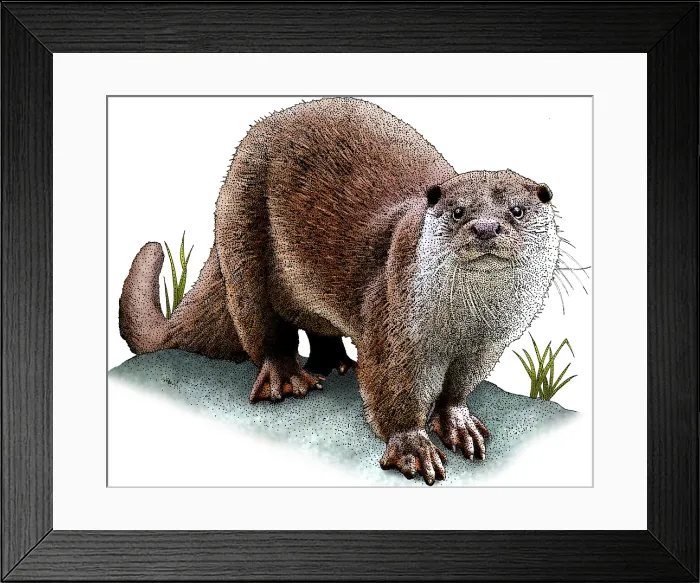 Framed Print : European otter