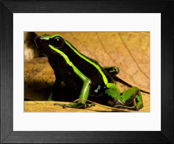 Framed Print : Three-striped Poison Frog Framed Print : Three-striped Poison Frog