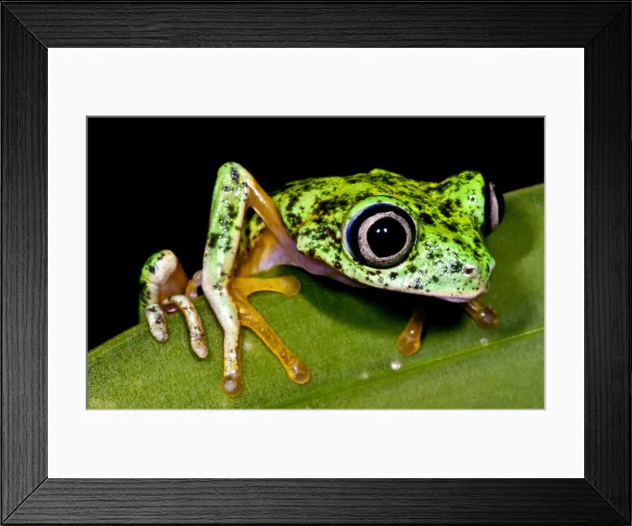 Framed Print : White-eyed Leaf Frog Framed Print : White-eyed Leaf Frog