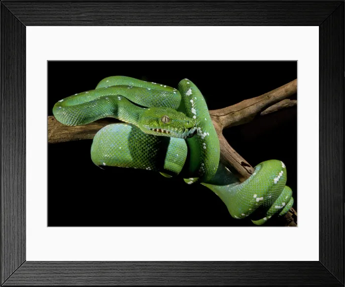 Framed Print : Green Tree Python (Morelia viridis) Framed Print : Green Tree Python (Morelia viridis)
