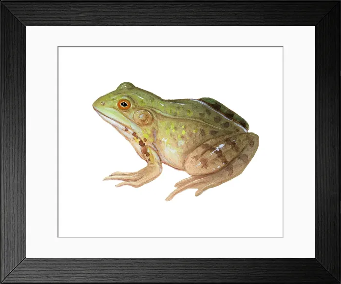 Framed Print : Green Frog Framed Print : Green Frog