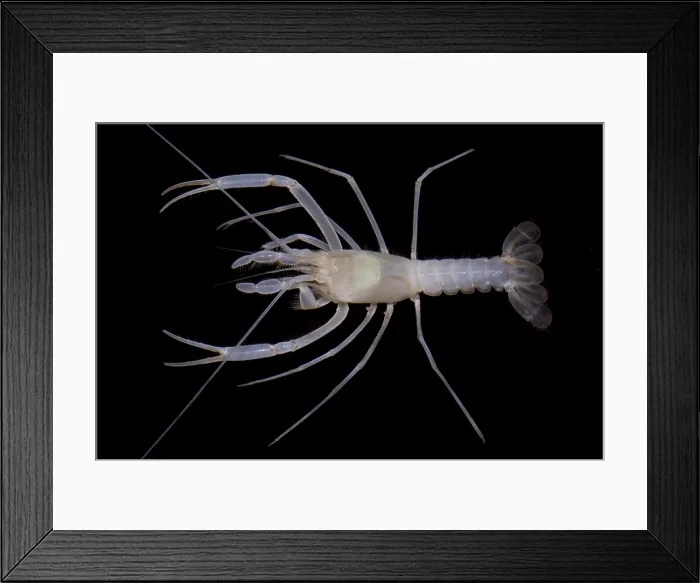 Framed Print : McLane's Cave Crayfish Framed Print : McLane's Cave Crayfish