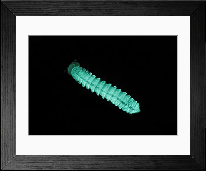 Framed Print : Bioluminescent millipede Framed Print : Bioluminescent millipede