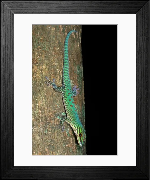 Framed Print : Day Gecko. Seipp's day gecko (Phelsuma seippi) Framed Print : Day Gecko. Seipp's day gecko (Phelsuma seippi)