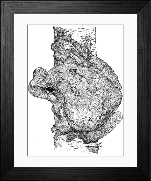 Framed Print : Cope's Gray Tree Frog Framed Print : Cope's Gray Tree Frog