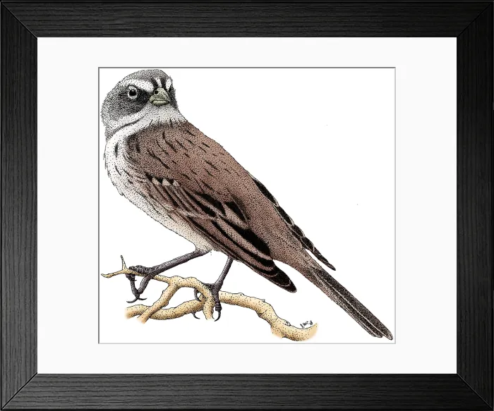 Framed Print : Sage Sparrow Framed Print : Sage Sparrow