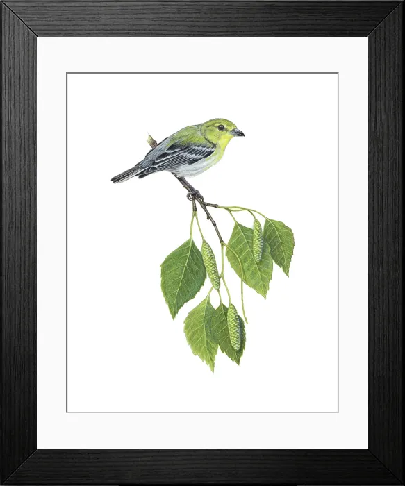 Framed Print : Yellow-throated Vireo (Vireo flavifrons) Framed Print : Yellow-throated Vireo (Vireo flavifrons)