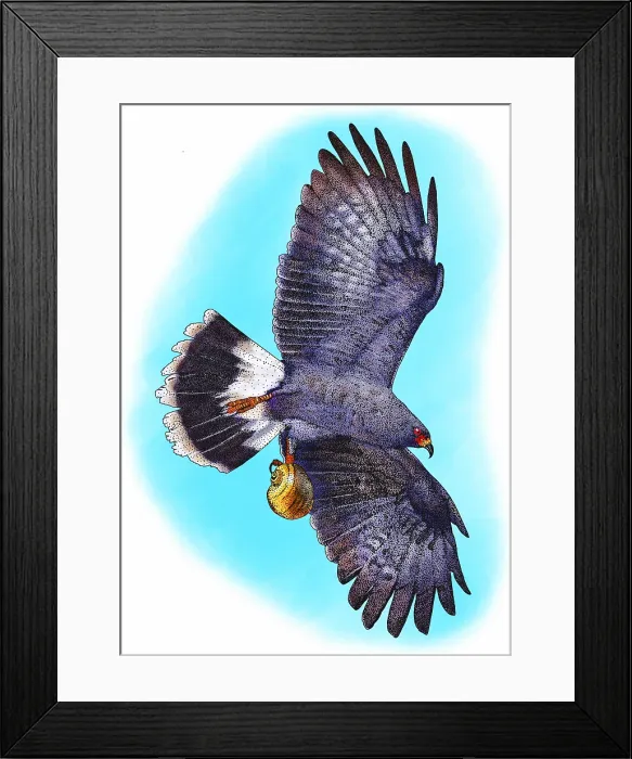Framed Print : Snail kite Framed Print : Snail kite