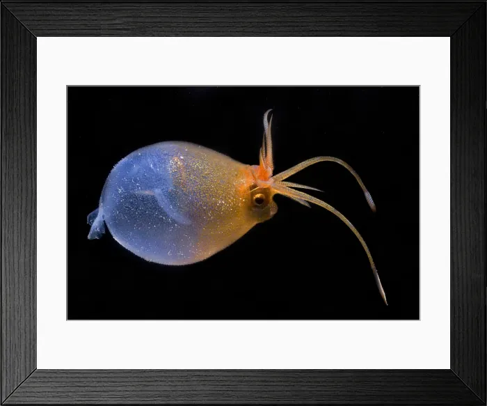 Framed Print : Cranchia Scabra