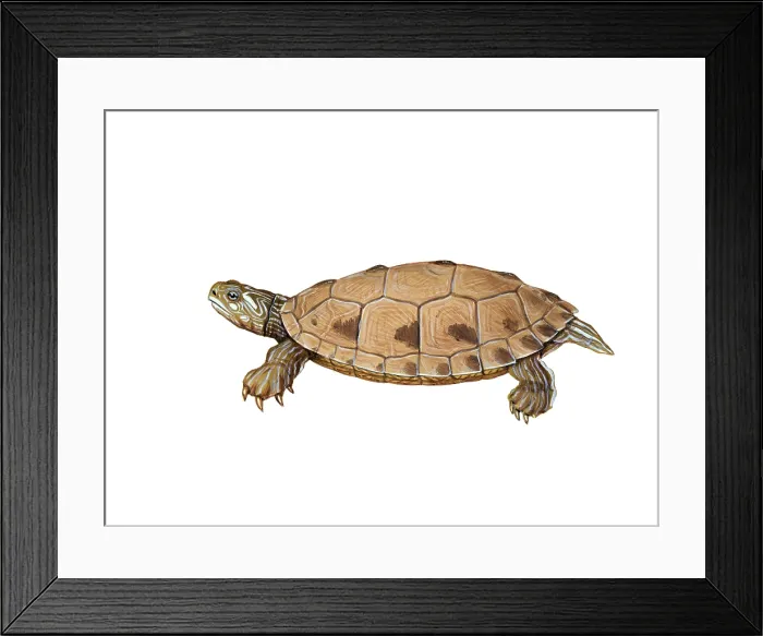 Framed Print : False Map Turtle