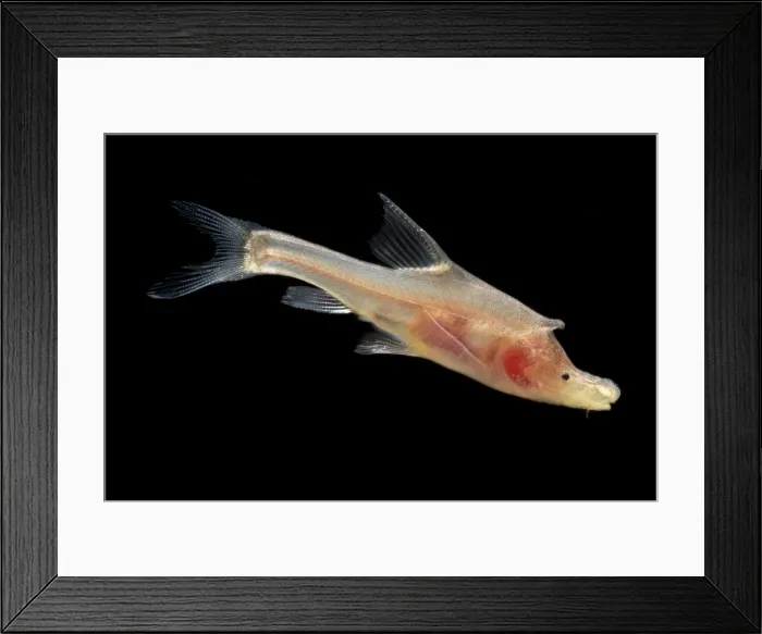 Framed Print : Rhinoceros Golden-line Barbel (Sinocyclocheilus rhinocerous) Framed Print : Rhinoceros Golden-line Barbel (Sinocyclocheilus rhinocerous)