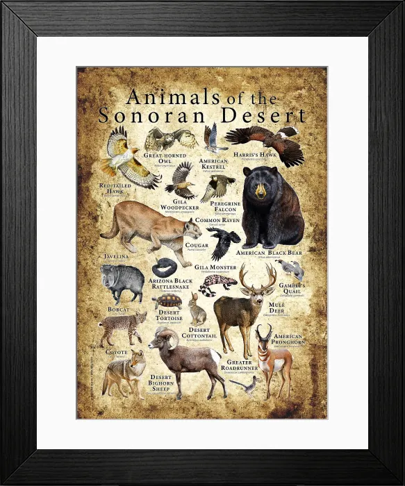Framed Print : Animals of the Sonoran Desert Framed Print : Animals of the Sonoran Desert