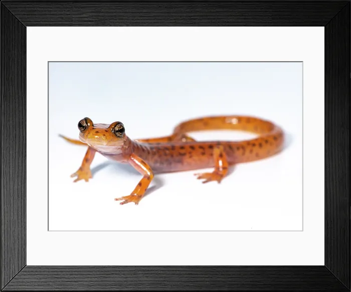 Framed Print : Cave Salamander, Eurycea lucifuga Framed Print : Cave Salamander, Eurycea lucifuga