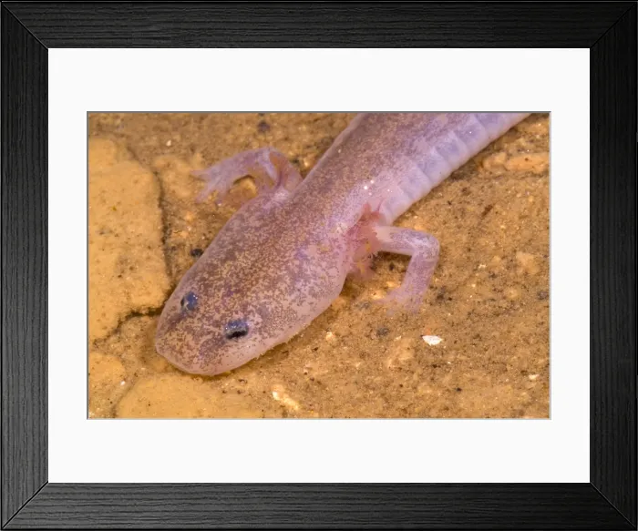 Framed Print : Ozark Blind Cave Salamander Framed Print : Ozark Blind Cave Salamander