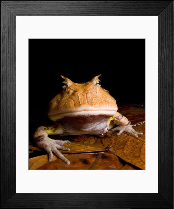 Framed Print : Amazonian Horned Frog Framed Print : Amazonian Horned Frog