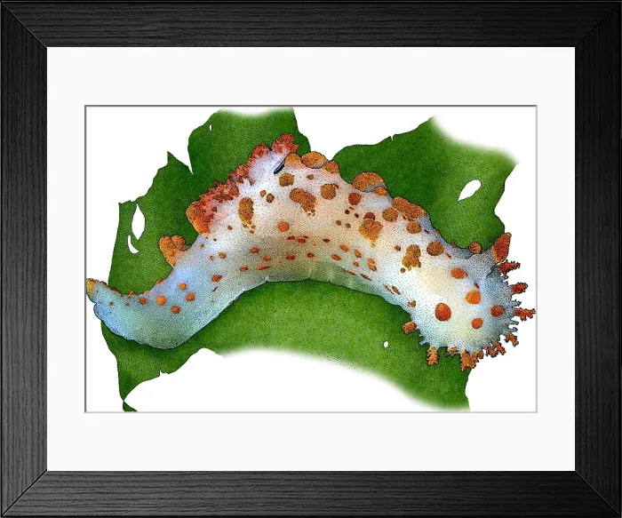 Framed Print : Sea Clown Triopha, T. catalinae, Illustration