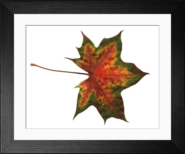 Framed Print : Autumn Leaf Framed Print : Autumn Leaf