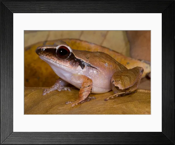 Framed Print : Evergreen Robber Frog