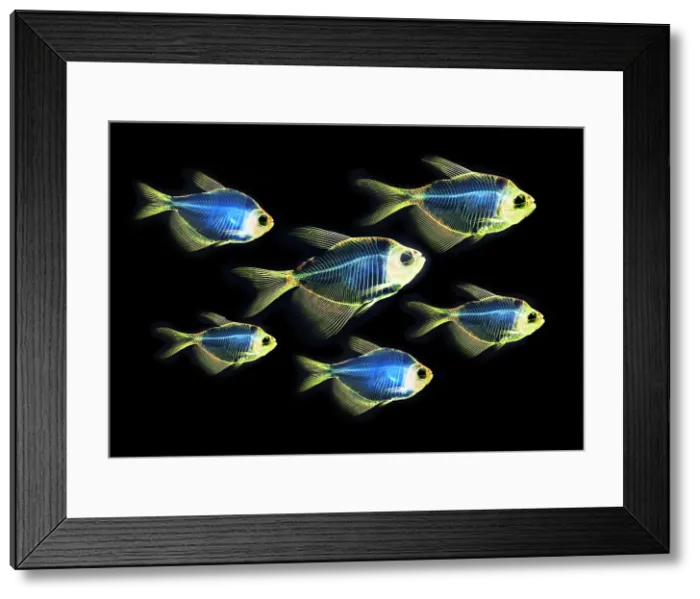 Framed Print : Fish Skeletons Framed Print : Fish Skeletons