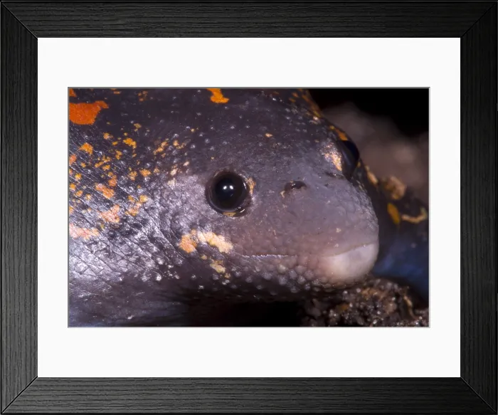 Framed Print : Mexican Burrowing Toad Framed Print : Mexican Burrowing Toad