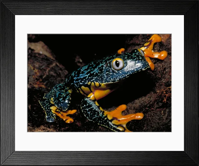 Framed Print : Amazonian leaf frog Framed Print : Amazonian leaf frog