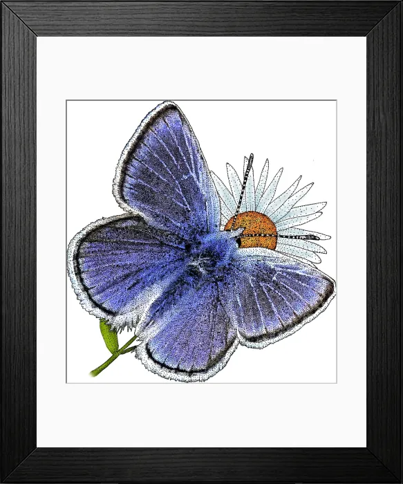 Framed Print : Mission Blue Butterfly