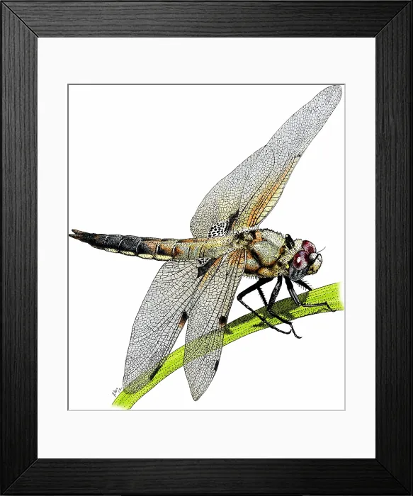 Framed Print : Four spot skimmer dragonfly Framed Print : Four spot skimmer dragonfly