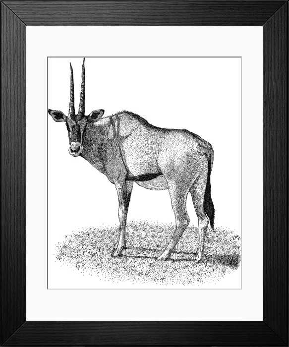 Framed Print : Gemsbok. Pen and ink illustration of a Gemsbok or Oryx (Oryx gazella) Framed Print : Gemsbok. Pen and ink illustration of a Gemsbok or Oryx (Oryx gazella)