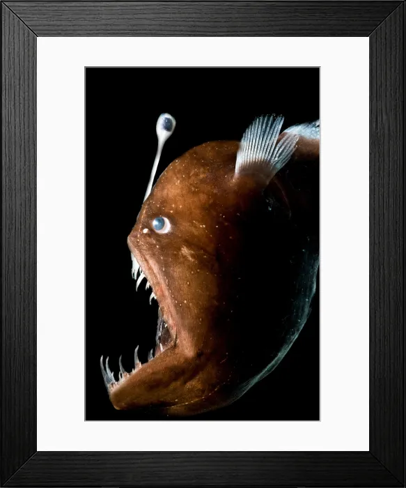 Framed Print : Johnson's Abyssal Seadevil