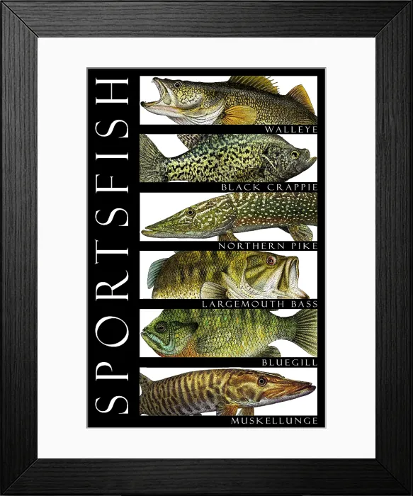 Framed Print : Sportsfish, Poster Framed Print : Sportsfish, Poster