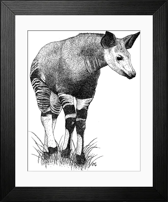 Framed Print : Okapi. Pen and ink illustration of an Okapi (Okapia johnstoni) Framed Print : Okapi. Pen and ink illustration of an Okapi (Okapia johnstoni)